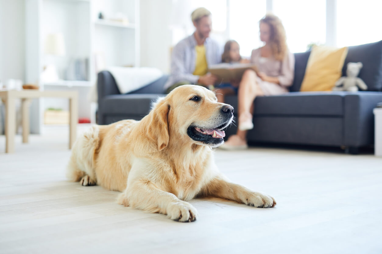 Pet Ownership and New Movers