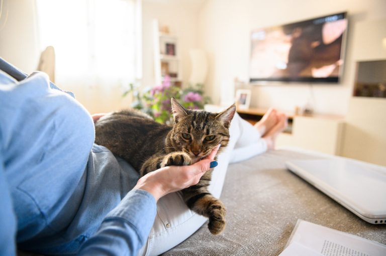 how pet retailers can leverage ctv advertising to drive sales